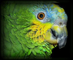 "Amigo" - Amazona amazonica 작성자 eagle1effi