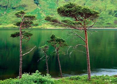 Spartan Pines revisited