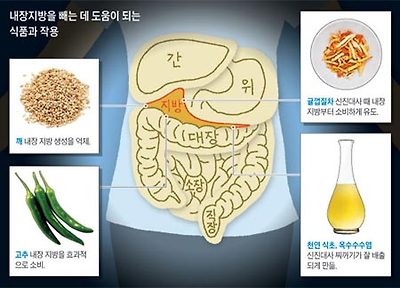 내장지방을 빼는 데도움이 되는 식품과 작용.