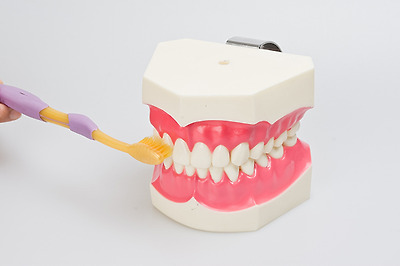 치아 잇몸 모형