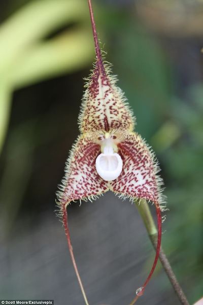 Unusual namesake: Its scientific name is Dracula simia, the last part nodding towards the fact that this remarkable orchid bears more than a passing resemblance to a monkey¿s face