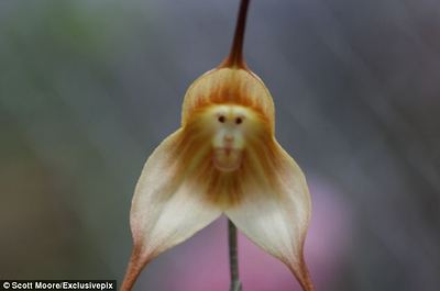 Funny flower: Found in south-eastern Ecuadorian and Peruvian cloud forests the unusual flower's scientific name is Dracula simia