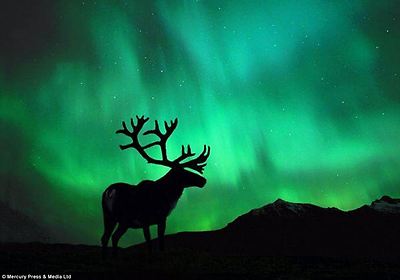 Caught in the light: The shadow of a wild deer can be seen amid a captivating display of green lights