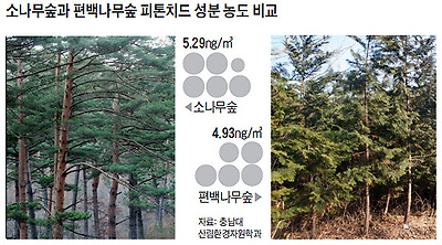 소나무숲과 편백나무숲 피톤치드 성분 농도 비교 그래픽