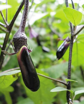 
	日 속담에 '가을 가지는 며느리에게 먹이지 않는다'
