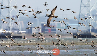 시화호 갯벌에서 먹이 활동을 하던 민물도요와 알락꼬리마도요 떼가 비상하고 있다.