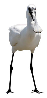 멸종위기 야생동물 1급인 천연기념물 저어새.