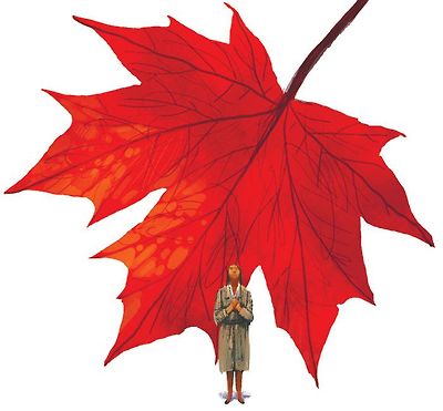 [가슴으로 읽는 동시] 단풍나무에게