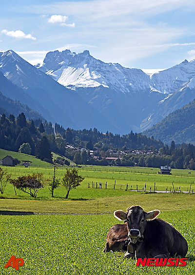 작성: 한국 네티즌본부