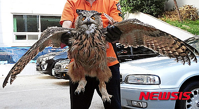 작성: 한국 네티즌본부