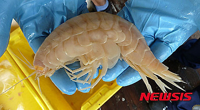 작성: 한국 네티즌본부