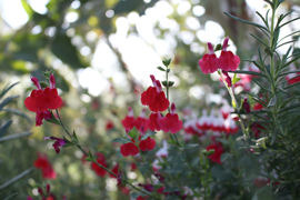 IMG_7974a.jpg