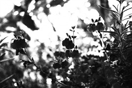 IMG_7977.jpg