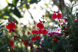 IMG_7983.jpg