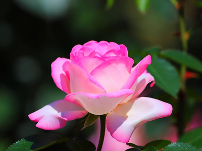 장미꽃 : 다나와 DPG는 내맘을 디피지