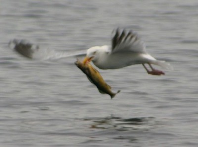 Ð??…о??а и ???баÐ?ка ?? живо??н???…