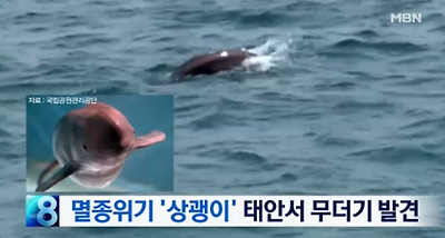 태안 상괭이에 대한 이미지 검색결과