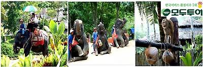 http://img4info.modetour.com/108/DONGNAMA/PAKAGE1/PHUKET/TOUR/Safari4.jpg