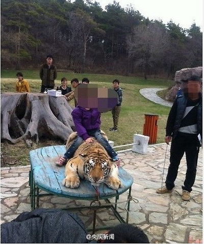 호랑이 등에 탄 사람에 대한 이미지 검색결과