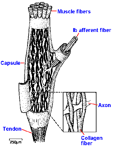Golgi tendon organ structure