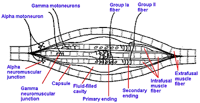 Spindle structure