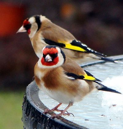 붉은 마루 금 방울새