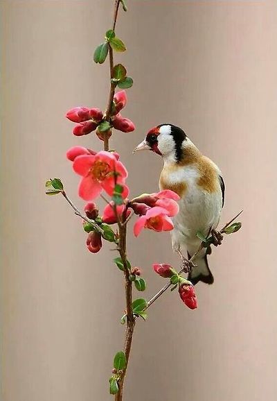 붉은 마루 금 방울새