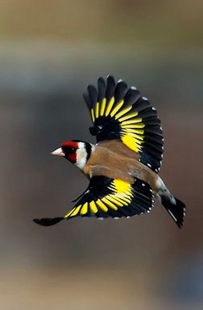 붉은 마루 금 방울새