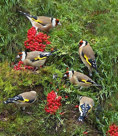 붉은 마루 금 방울새