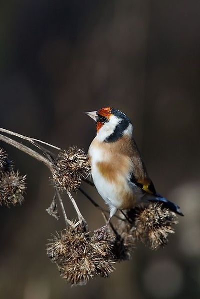 붉은 마루 금 방울새