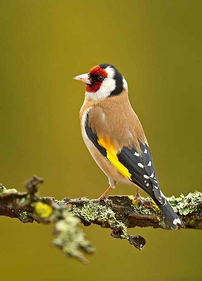 붉은 마루 금 방울새