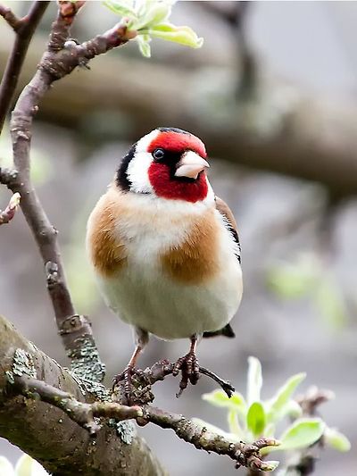 붉은 마루 금 방울새