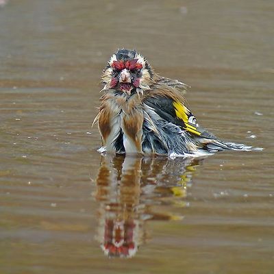 붉은 마루 금 방울새