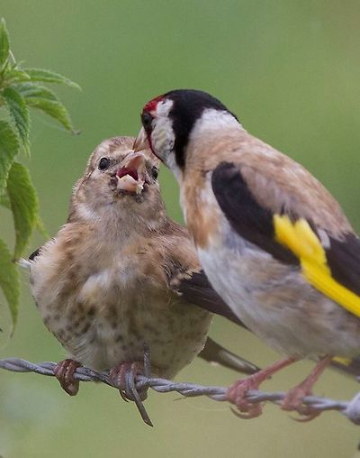 붉은 마루 금 방울새