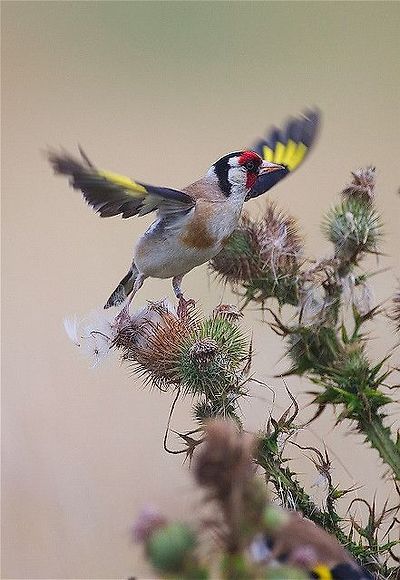 붉은 마루 금 방울새