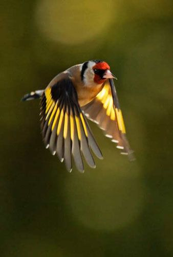 붉은 마루 금 방울새