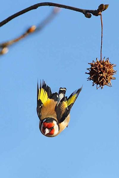 붉은 마루 금 방울새