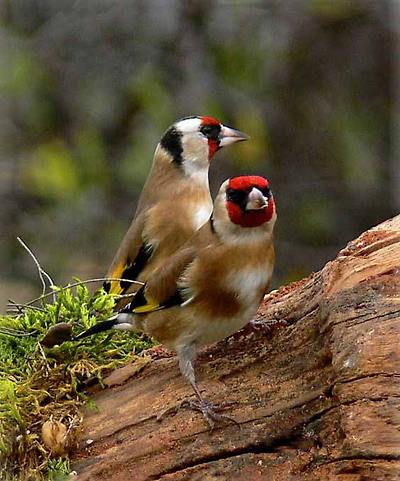 붉은 마루 금 방울새