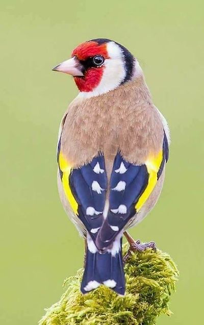 붉은 마루 금 방울새