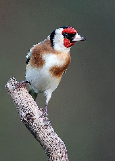 붉은 마루 금 방울새