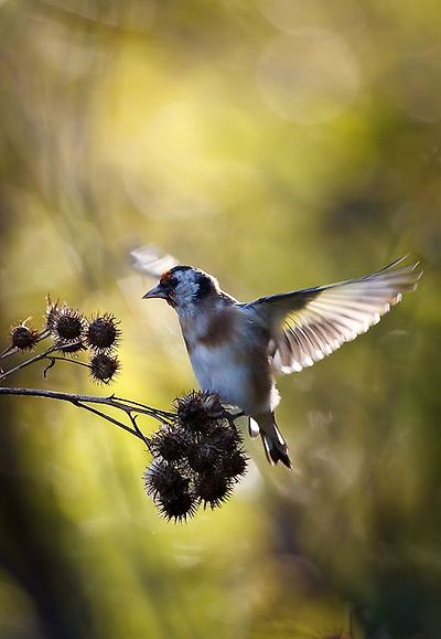 붉은 마루 금 방울새