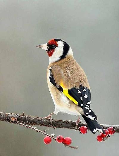 붉은 마루 금 방울새