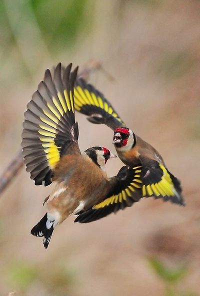 붉은 마루 금 방울새