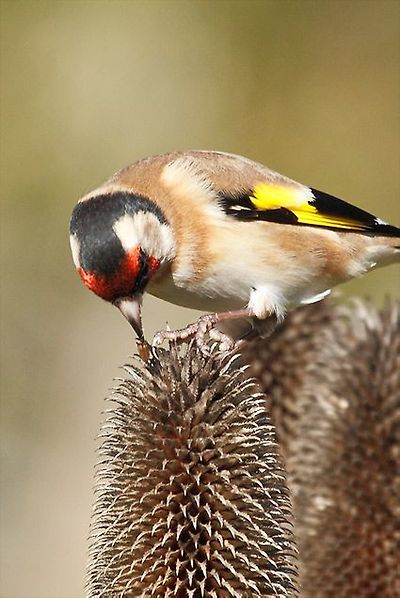 붉은 마루 금 방울새
