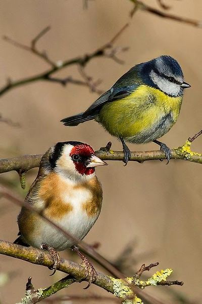 붉은 마루 금 방울새