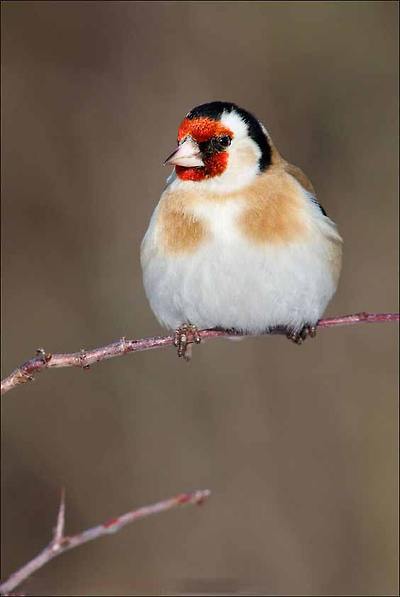 붉은 마루 금 방울새