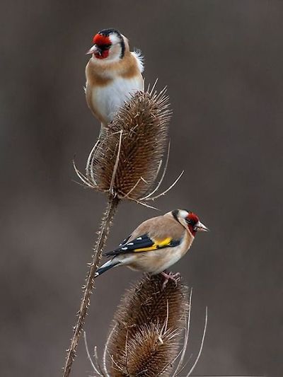 붉은 마루 금 방울새