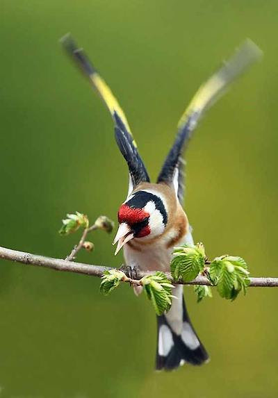 붉은 마루 금 방울새