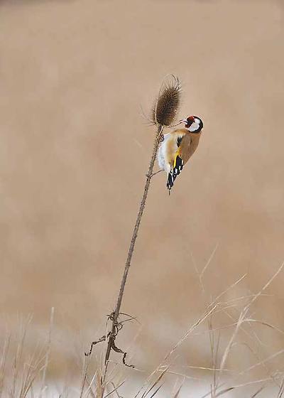 붉은 마루 금 방울새