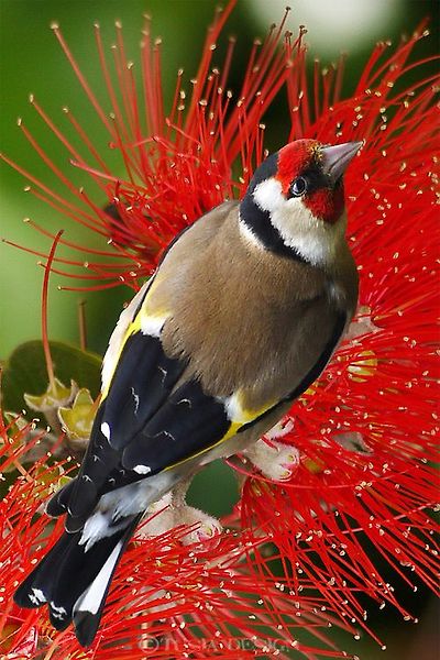 붉은 마루 금 방울새